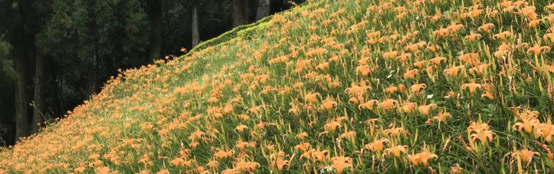 Featured image of post docker compose Hugo